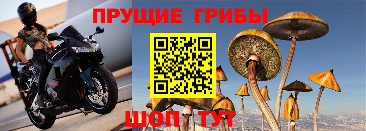 Качканар  как найти наркотики  Вход с VPN  Псилоцибиновые грибы MAGIC MUSHROOMS 